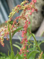 IMG_0350 Sauerampfer.webp