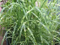 IMG_0385  Miscanthus sinensis -Gold Breeze.webp