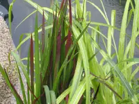 IMG_0386 Red Baron - Schilf.webp