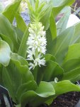 IMG_0454 Eucomis.jpg