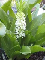 IMG_0454 Eucomis.webp