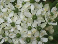IMG_0481 weißer Allium.webp