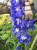 IMG_0485 Rittersporn.webp
