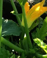 Zuchetti.webp