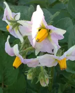 Kartoffelblüten.webp