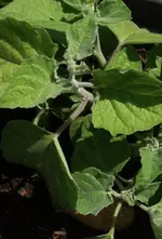 Andenbeere.webp