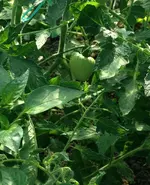 OrangeAGrosFruits.webp
