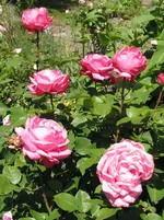 IMG_4978.webp