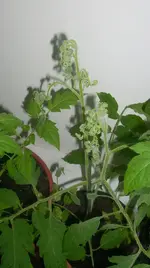 Tomate 1.webp