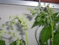 Tomate 2.jpg