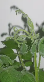 Tomate 3.jpg