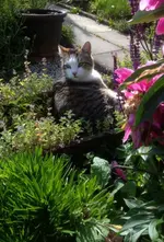 Katzenbeet.webp