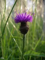 IMGP6680.webp