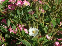 SAM_4451.webp