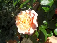 SAM_4427.webp
