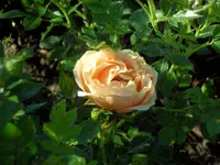 SAM_4424.webp