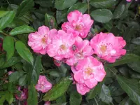 SAM_4456.webp