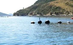 Muschelfarm.webp