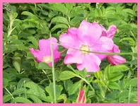 011.webp