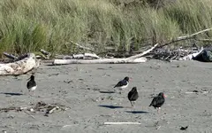 Copy of IMG_7973v.webp