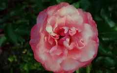 rsn (4).webp