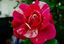 rsn (1).webp