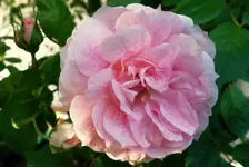 rsn (2).webp