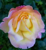 rsn (3).webp