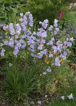 SAM_5219.webp