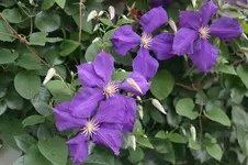 SAM_5221.webp