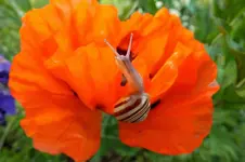 2014_0609Frühling0012 schnecke.webp