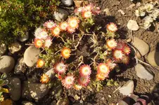 2014_0611Frühling0050.webp