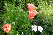 2014_0612Frühling0001 mohn.webp