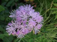 akeleibl wiesenraute.webp
