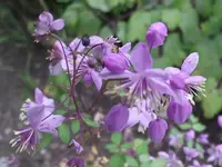chin. wiesenraute w.webp