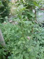P1110637.webp