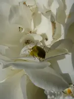 P1110440.webp
