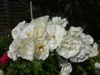 P1110441.webp
