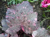 P1110739.webp