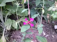 CAM00060.webp