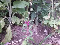 CAM00061.webp
