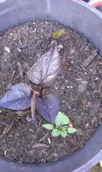 IMAG0925.webp