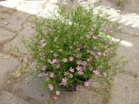 P1110213.webp
