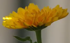 Ringelblume 140612.webp