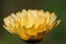Ringelblume 140612_a.webp