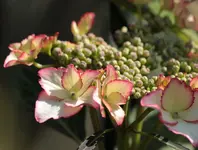 Hortensie 140612.webp