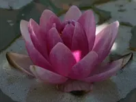 Seerose 140612.webp