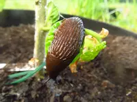 schnecke.webp