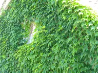 DSCN8493.webp