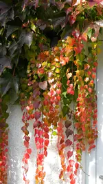 DSCN5943.webp